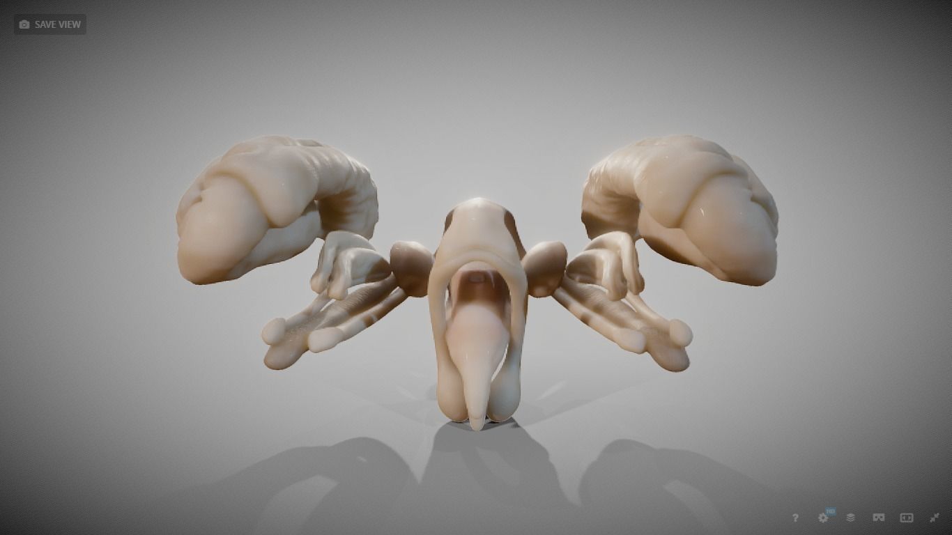 Human Brain Nuclei Low-poly 3D model_8