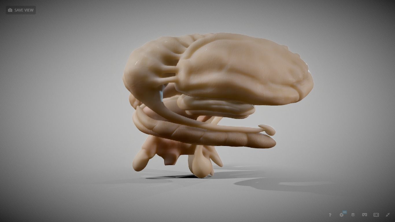 Human Brain Nuclei Low-poly 3D model_3