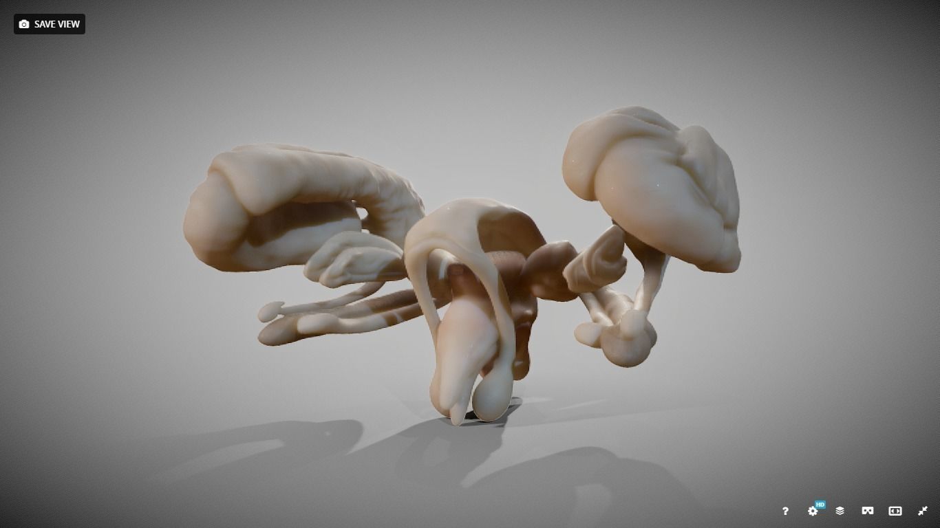 Human Brain Nuclei Low-poly 3D model_9