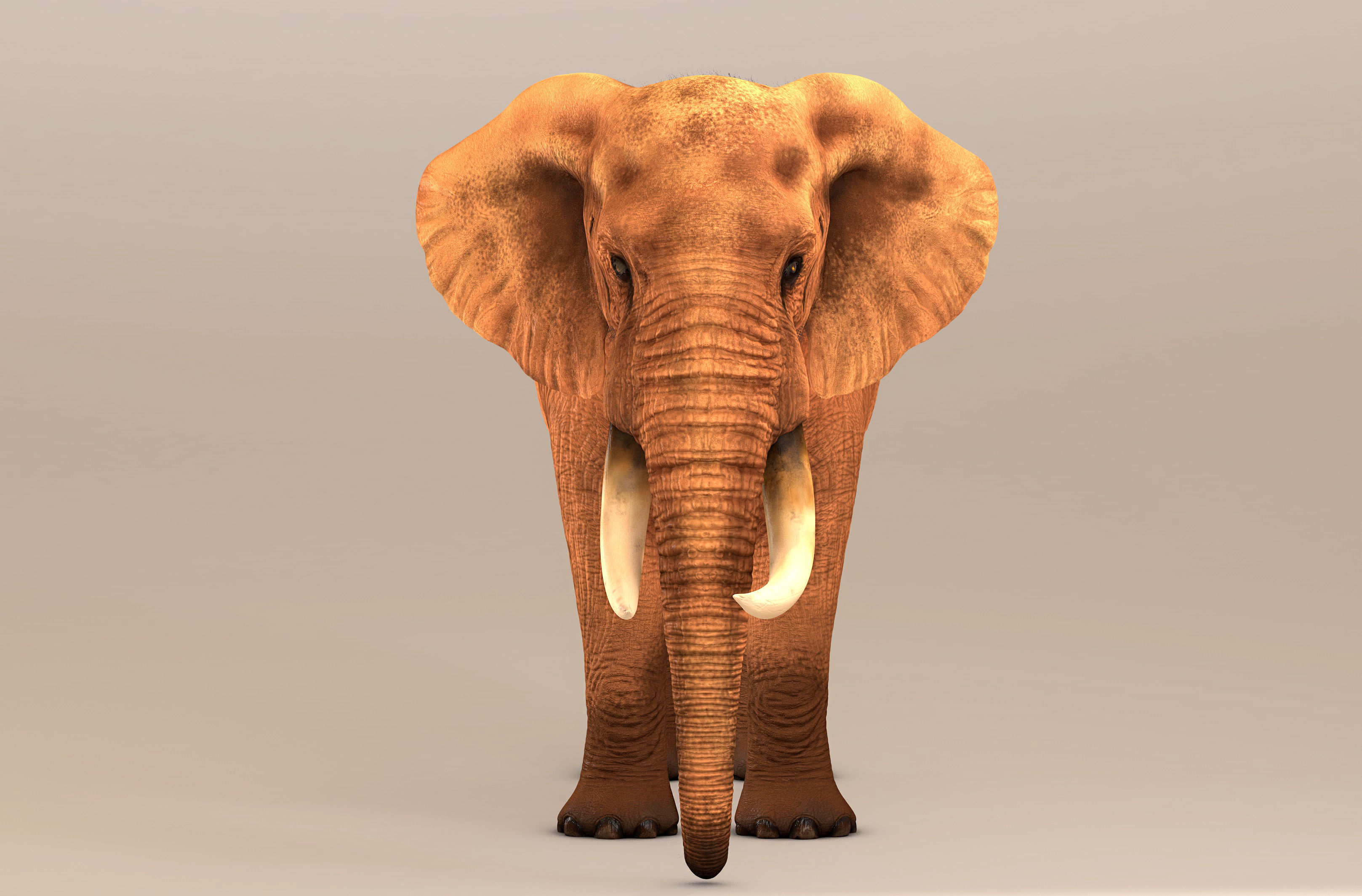 Elephant with tusks 3D model_2