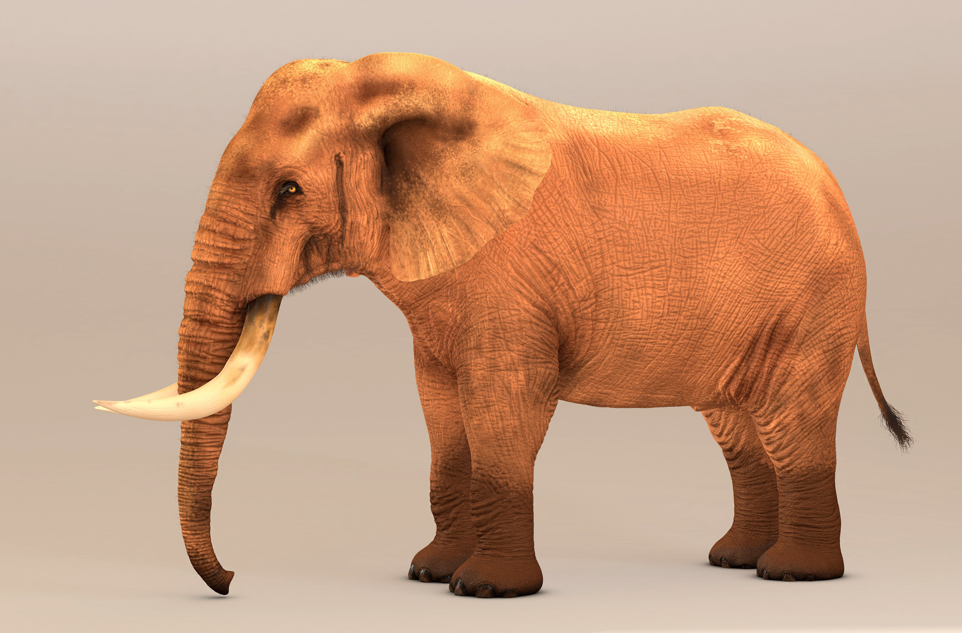Elephant with tusks 3D model_7