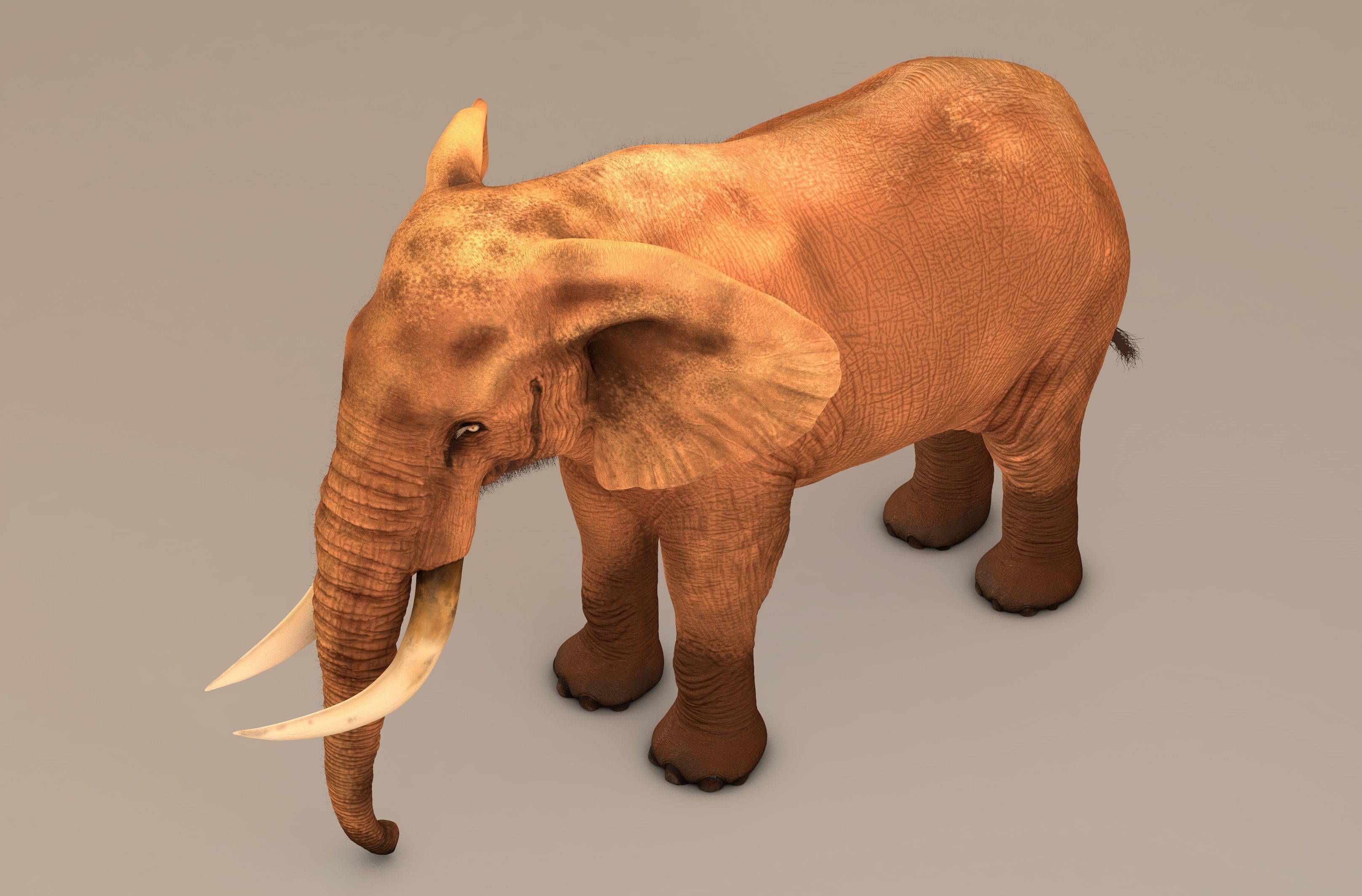 Elephant with tusks 3D model_8