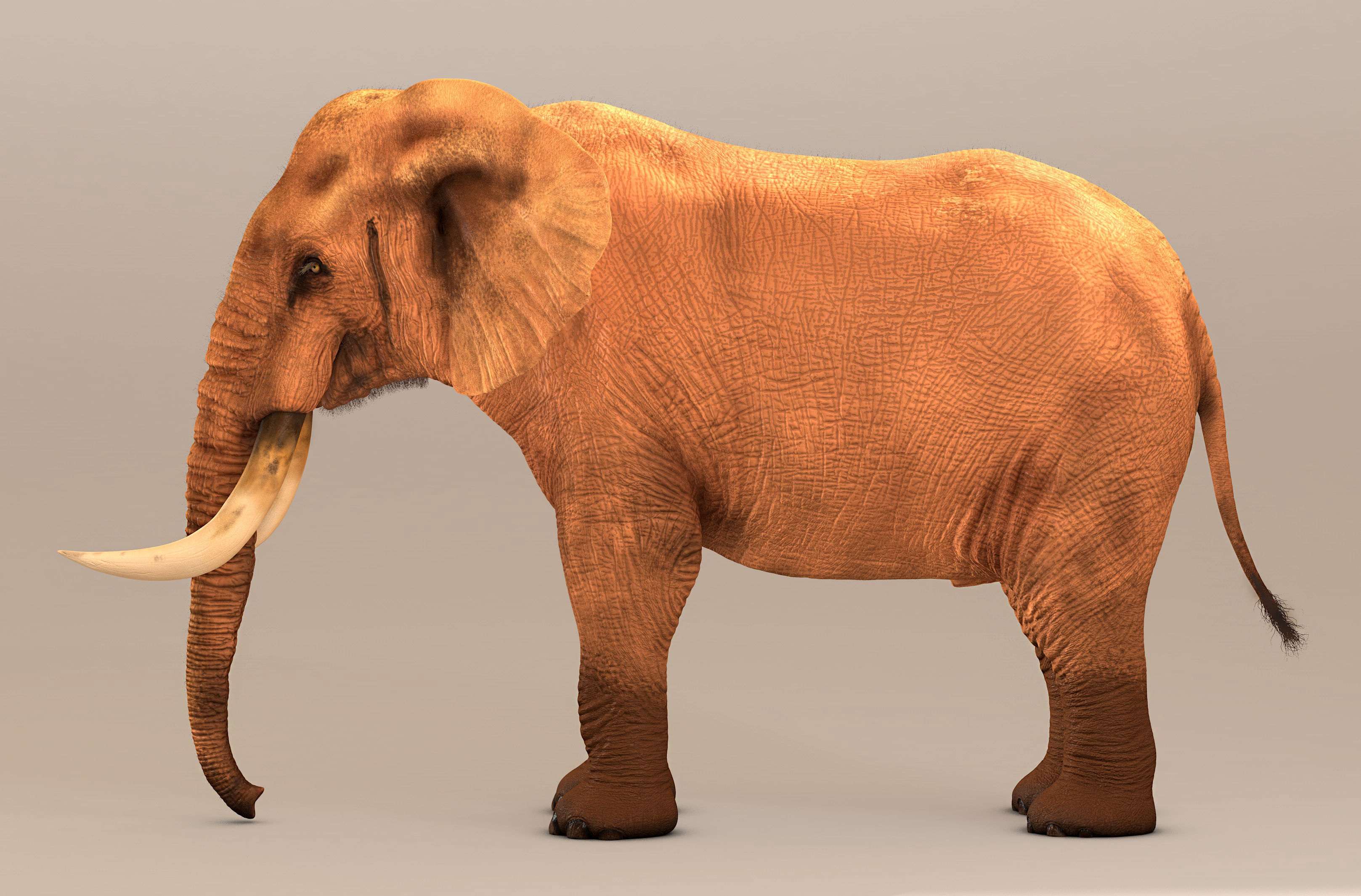 Elephant with tusks 3D model_16