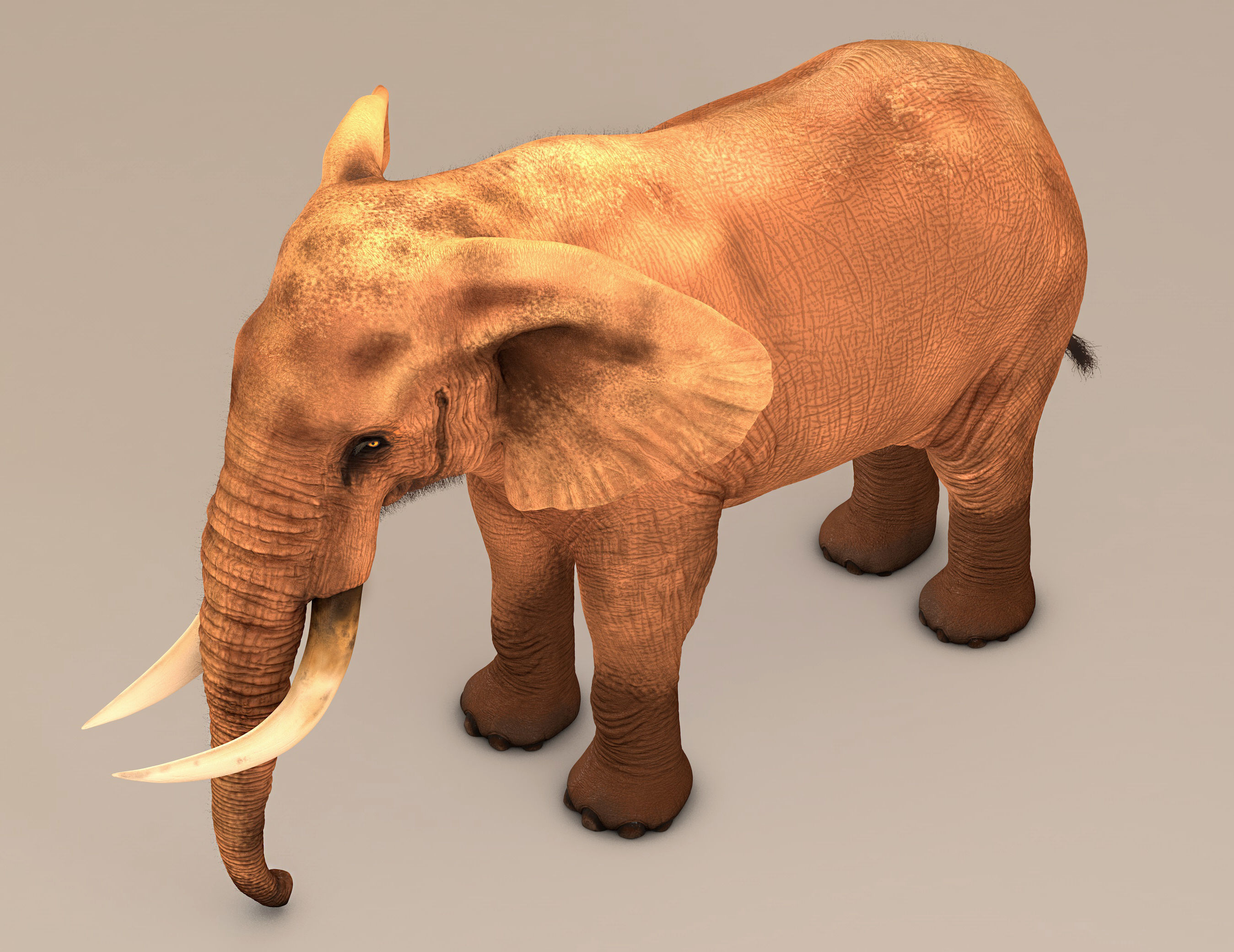 Elephant with tusks 3D model_10