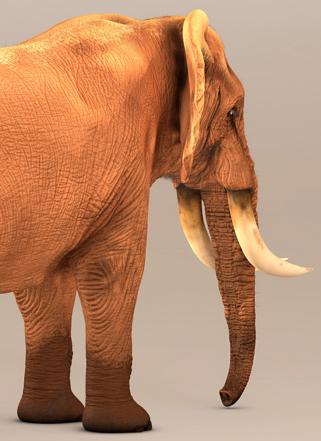 Elephant with tusks 3D model_6