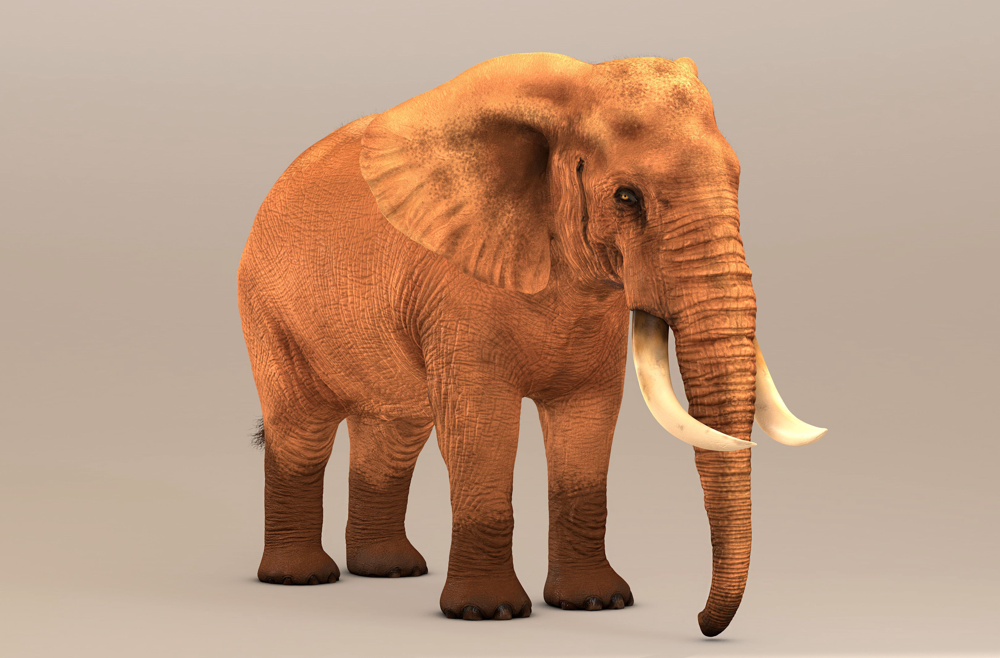 Elephant with tusks 3D model_5