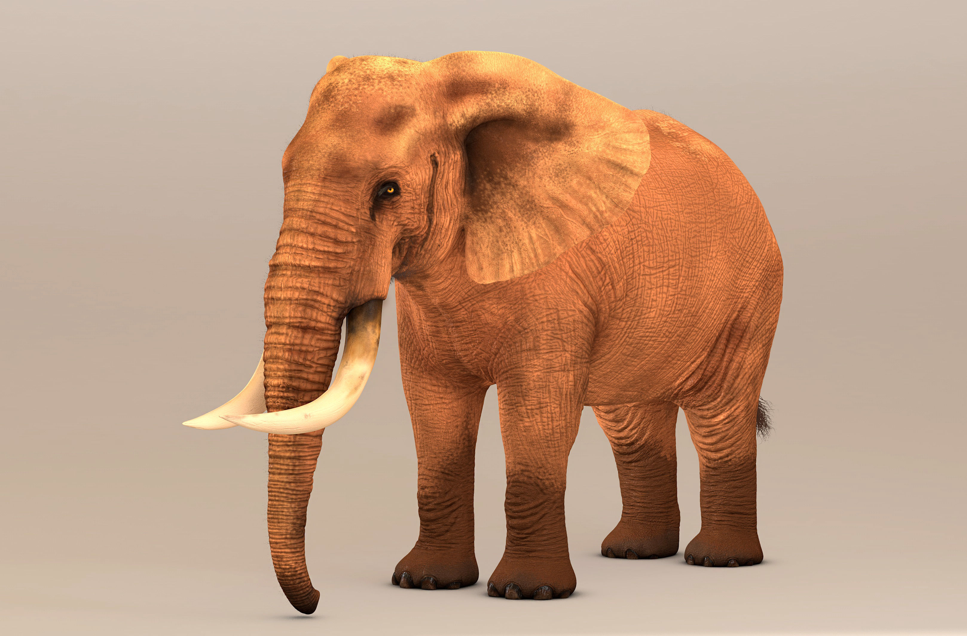 Elephant with tusks 3D model_4
