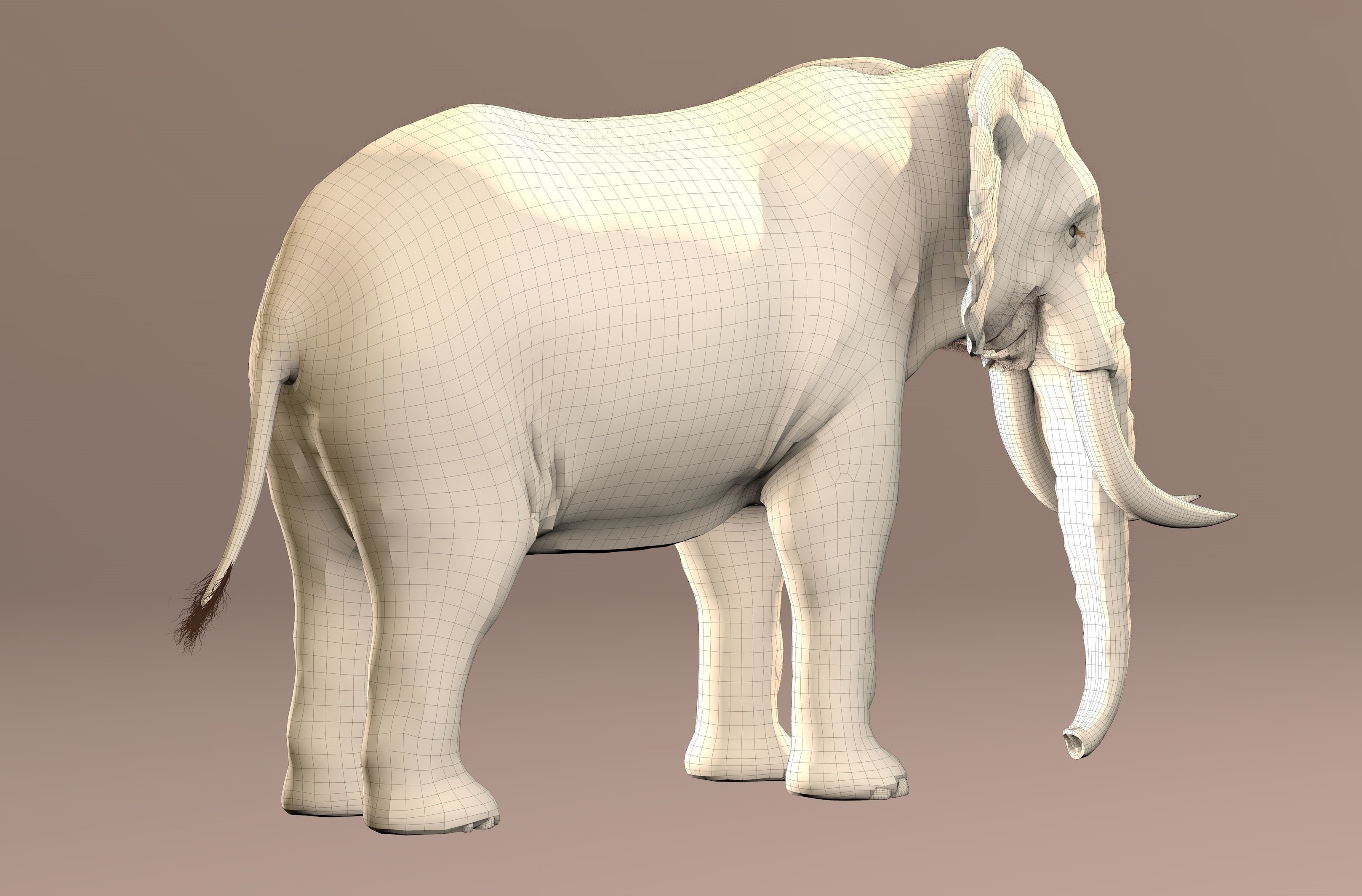 Elephant with tusks 3D model_14