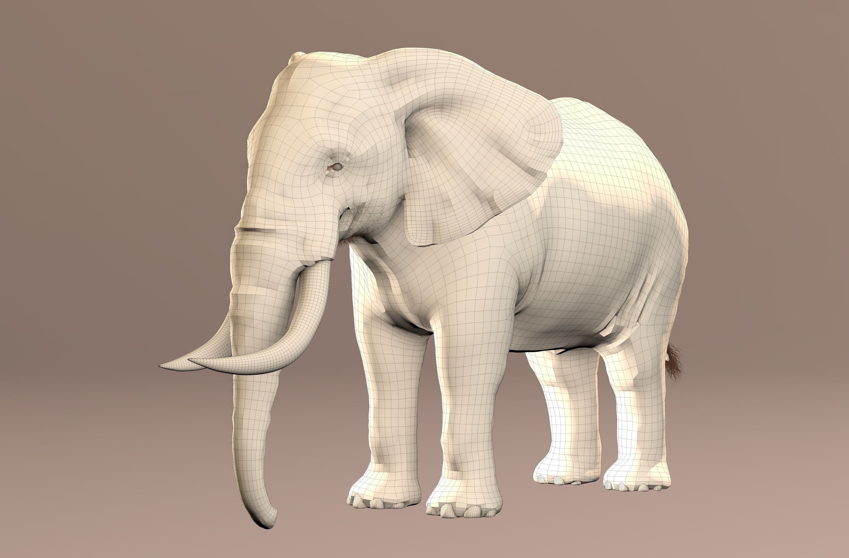 Elephant with tusks 3D model_9