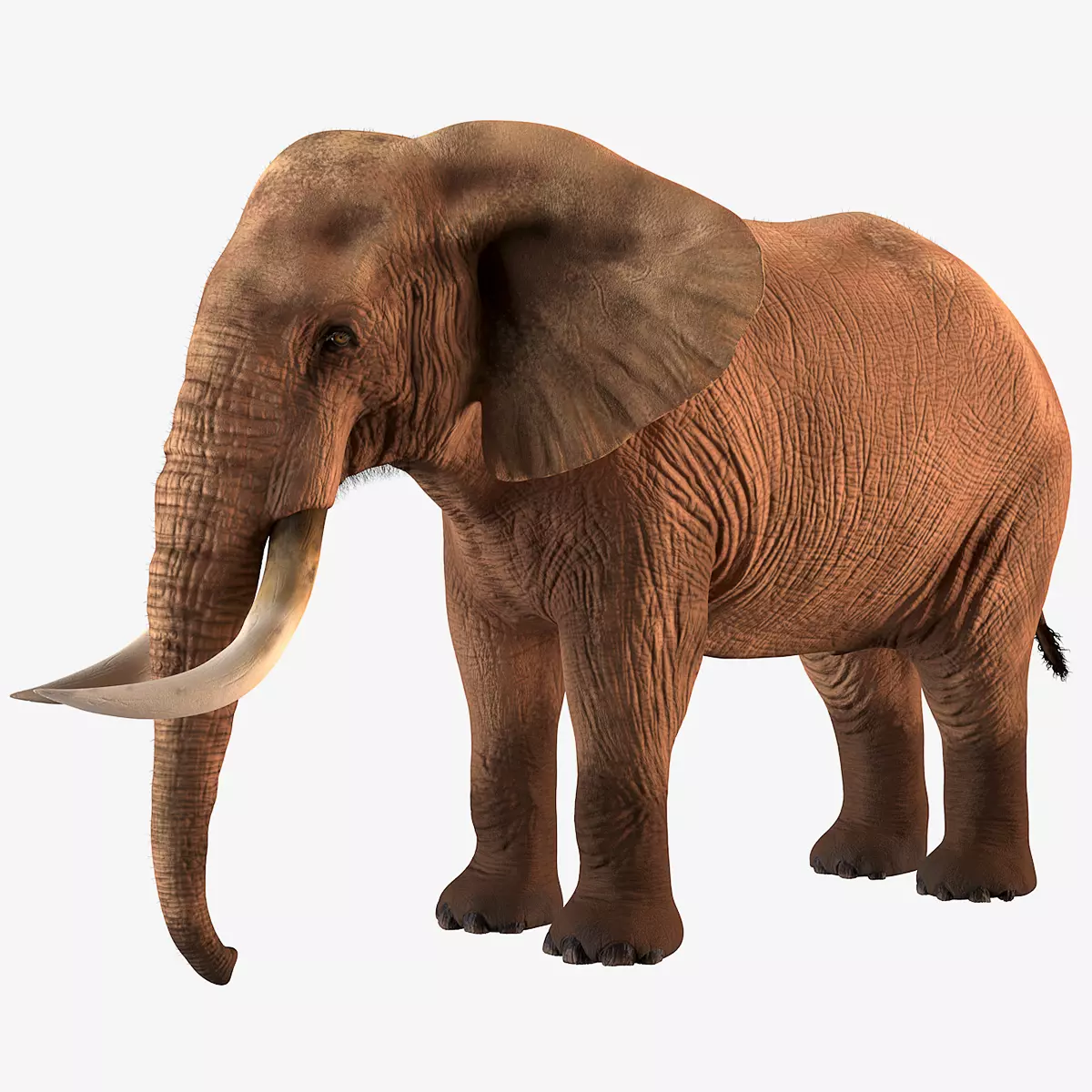 Elephant with tusks 3D model_0