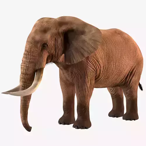 Elephant with tusks 3D model