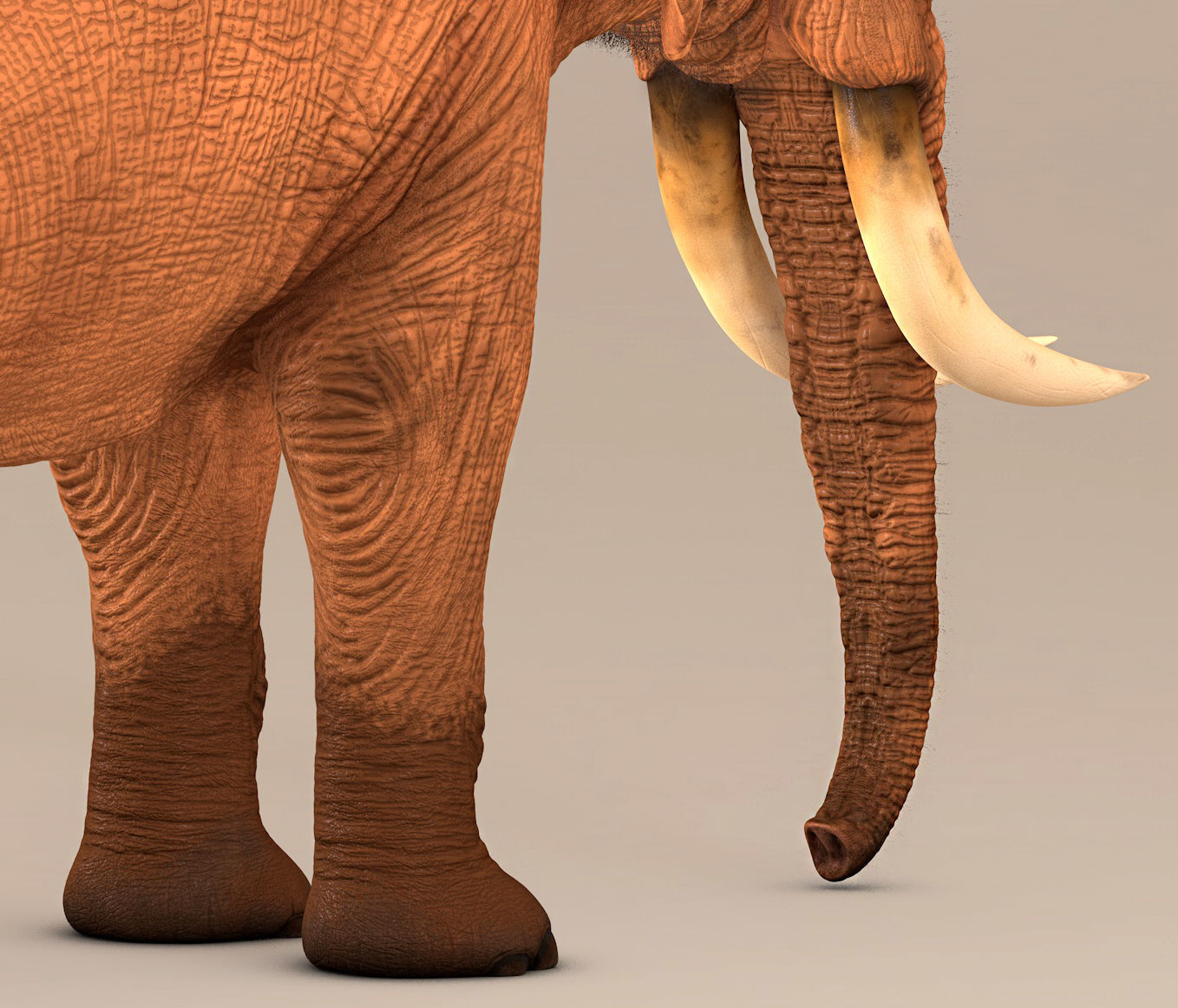 Elephant with tusks 3D model_11