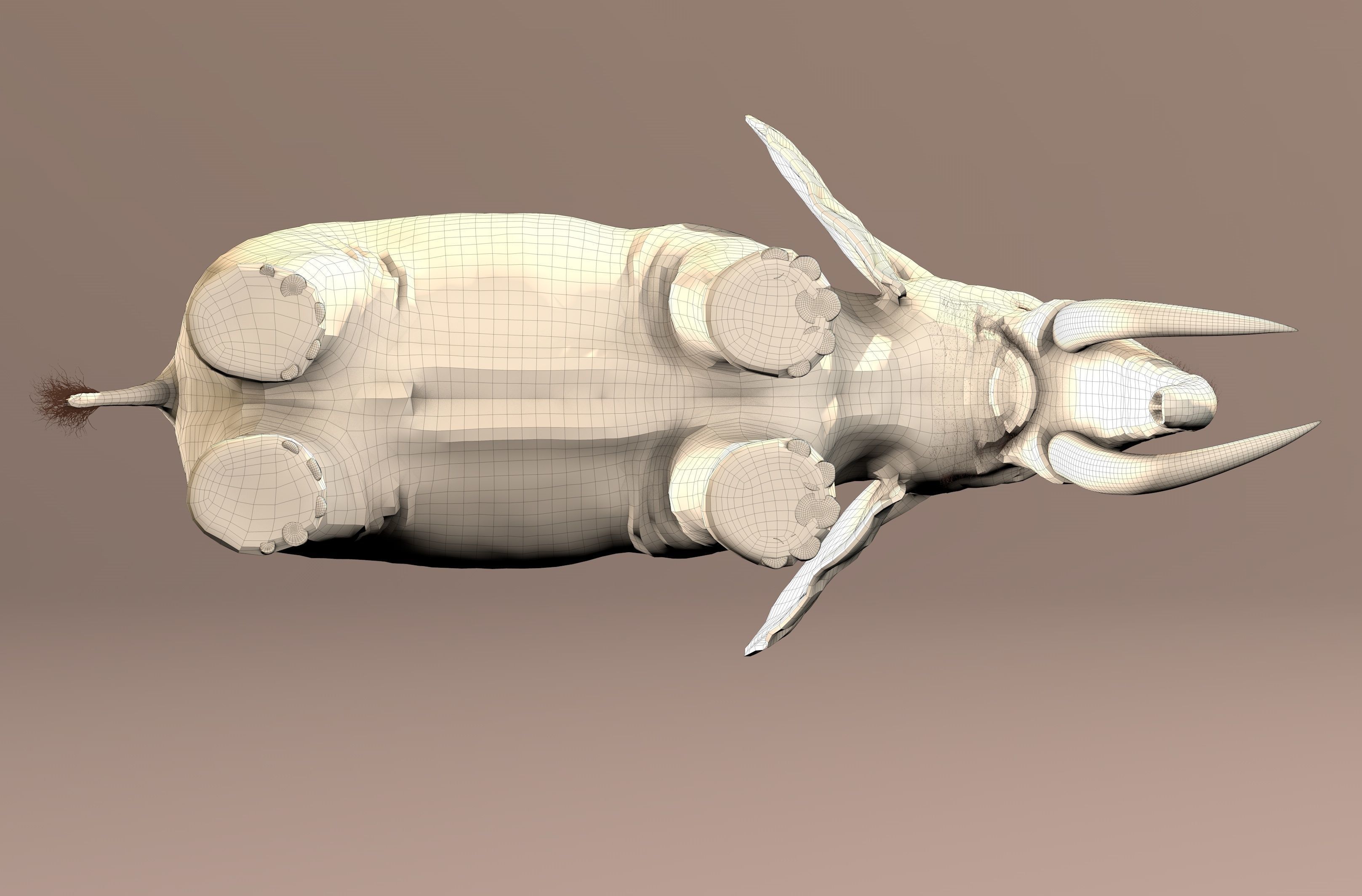 Elephant with tusks 3D model_24