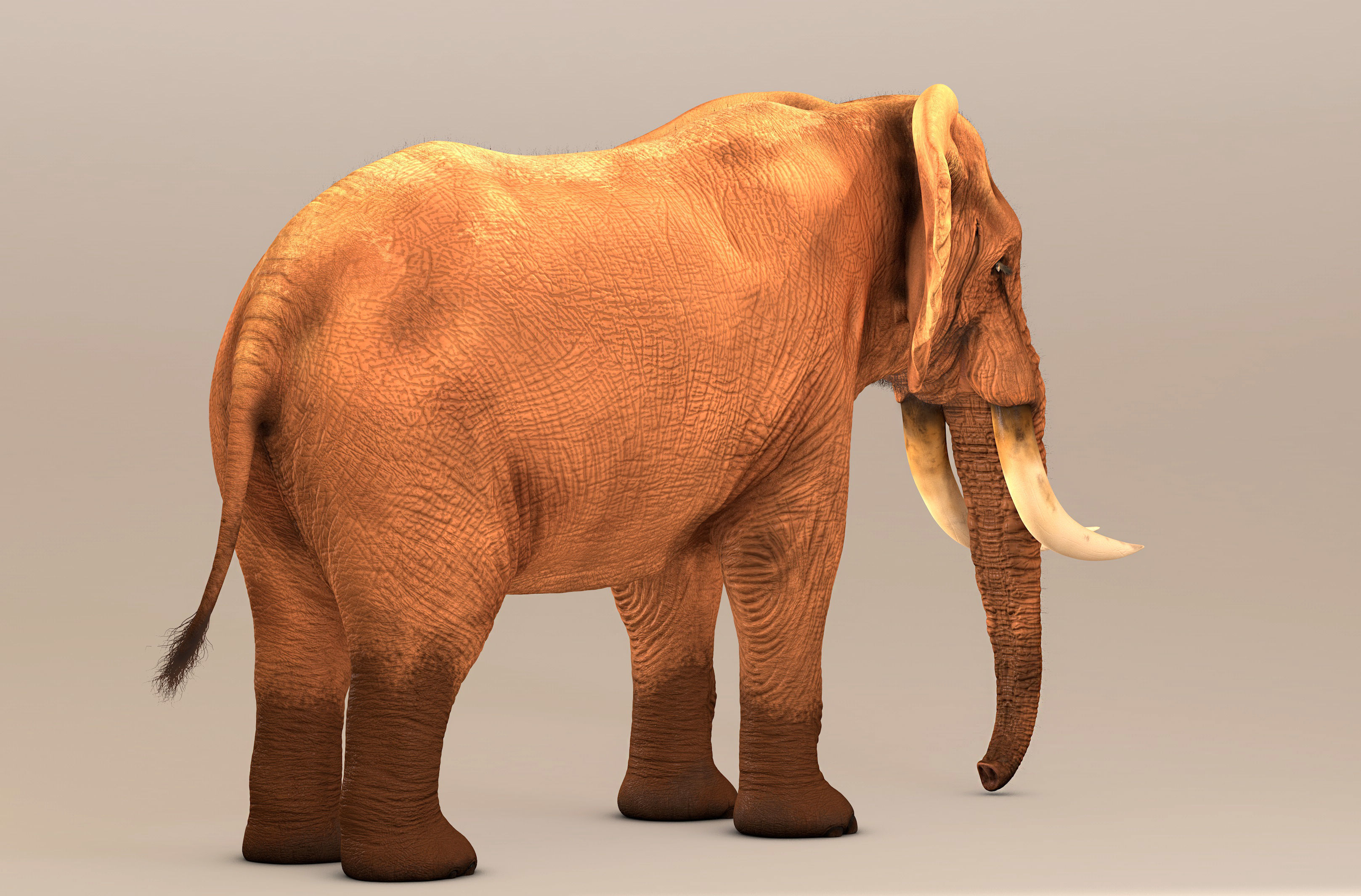 Elephant with tusks 3D model_17