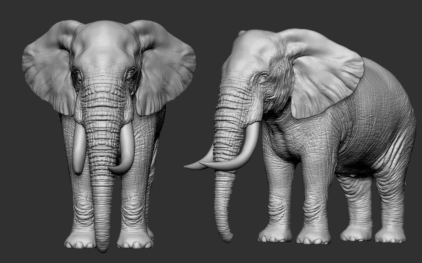 Elephant with tusks 3D model_21
