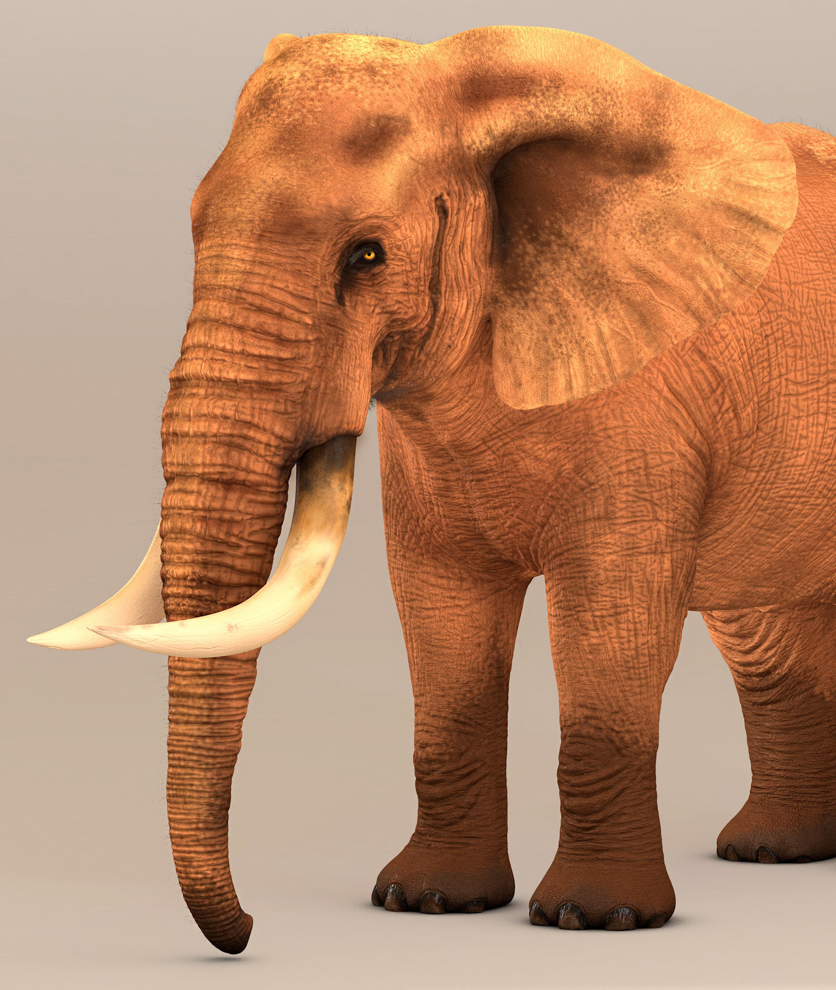 Elephant with tusks 3D model_20