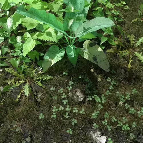 Nettle Meadow Patch 3D model