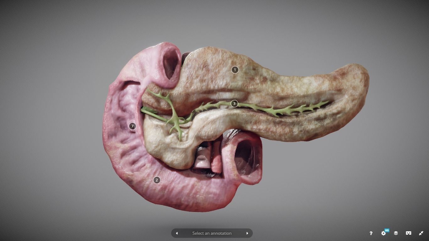 Pancreas and Duodenum Low-poly 3D model_12