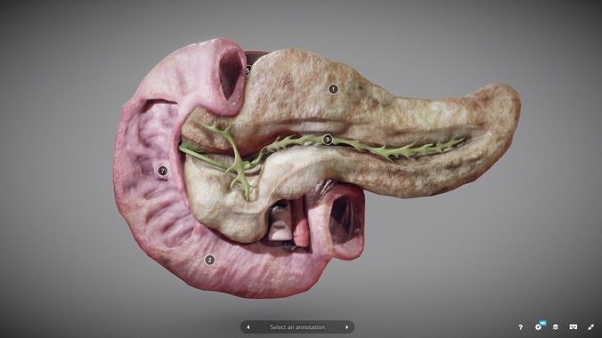 Pancreas and Duodenum Low-poly 3D model