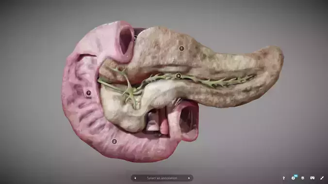Pancreas and Duodenum Low-poly 3D model