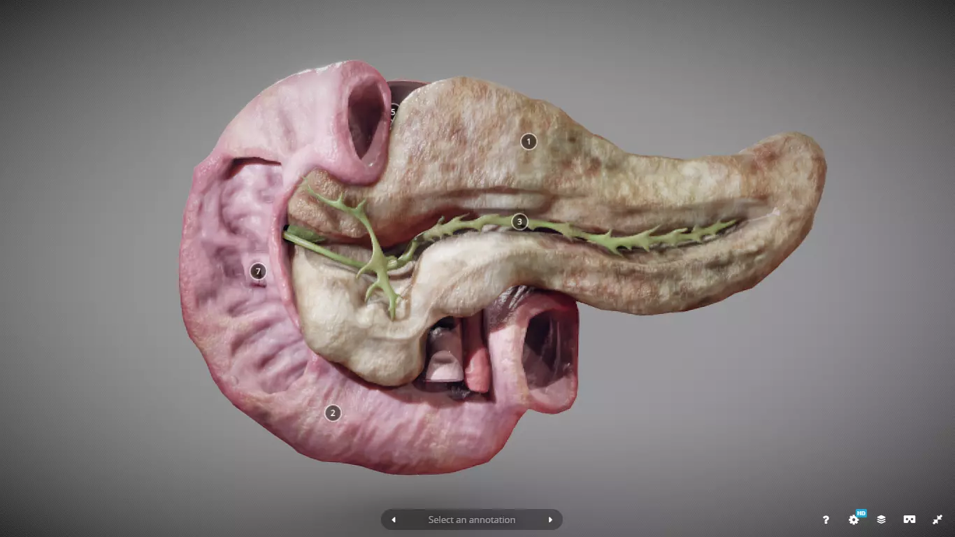 Pancreas and Duodenum Low-poly 3D model_0