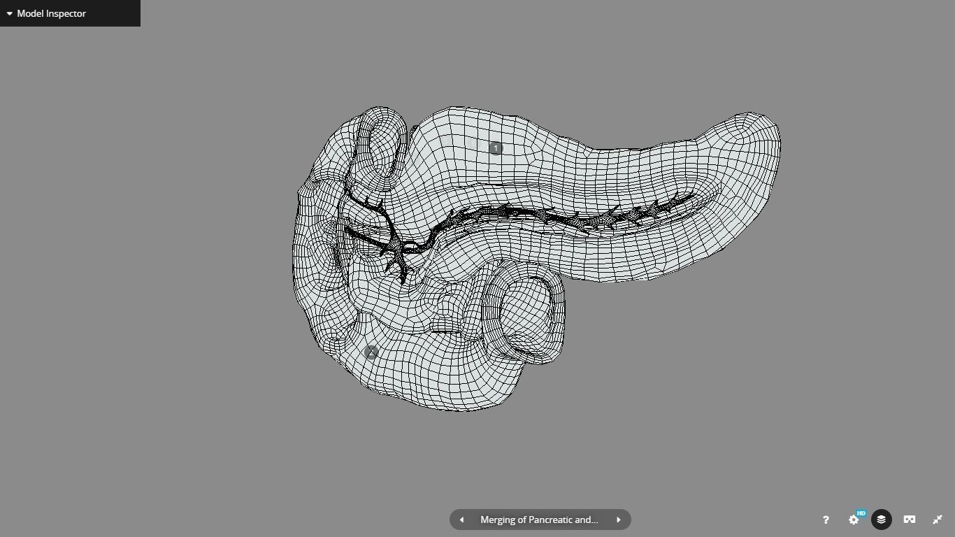 Pancreas and Duodenum Low-poly 3D model_22