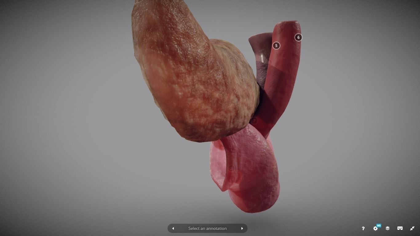 Pancreas and Duodenum Low-poly 3D model_5