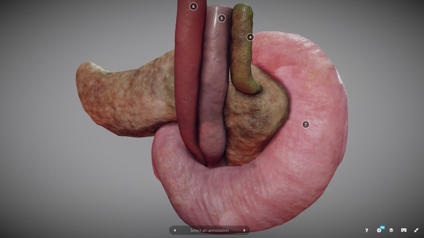 Pancreas and Duodenum Low-poly 3D model_8