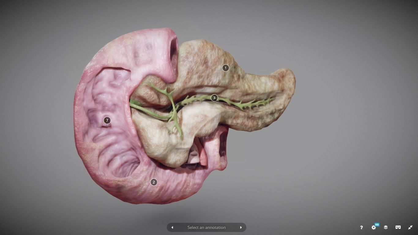 Pancreas and Duodenum Low-poly 3D model_11