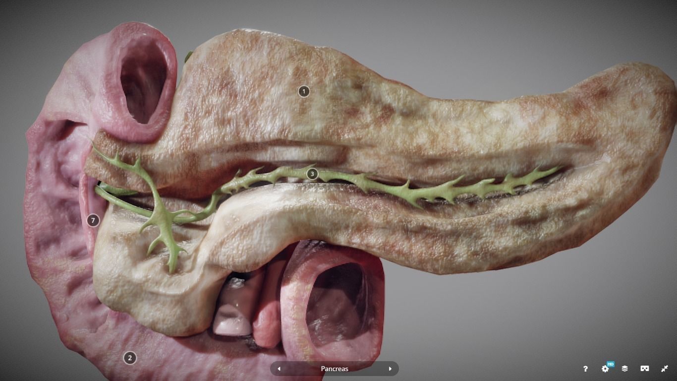 Pancreas and Duodenum Low-poly 3D model_13