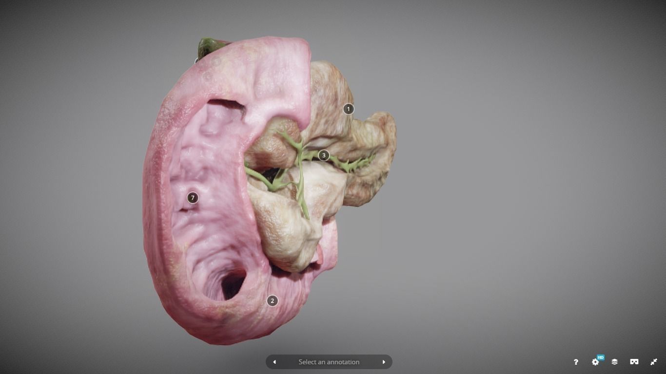 Pancreas and Duodenum Low-poly 3D model_10