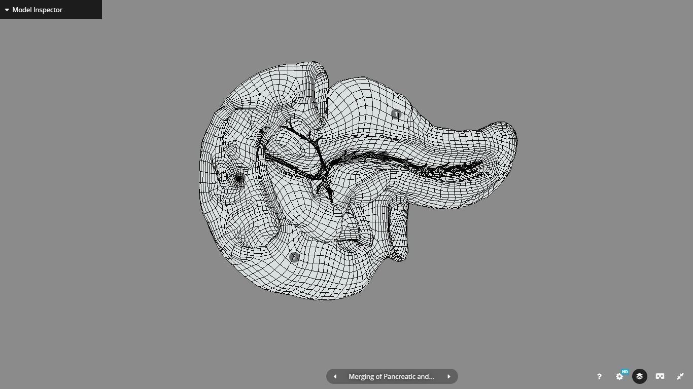Pancreas and Duodenum Low-poly 3D model_21