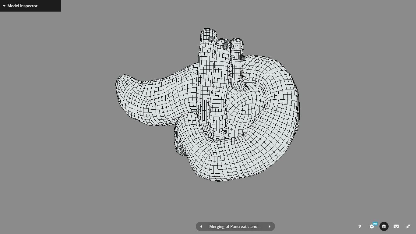 Pancreas and Duodenum Low-poly 3D model_24
