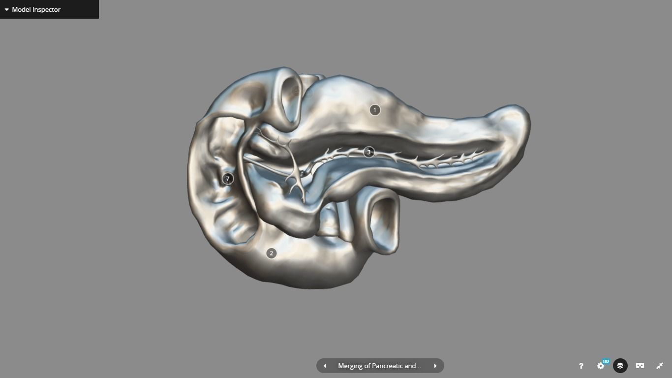 Pancreas and Duodenum Low-poly 3D model_16