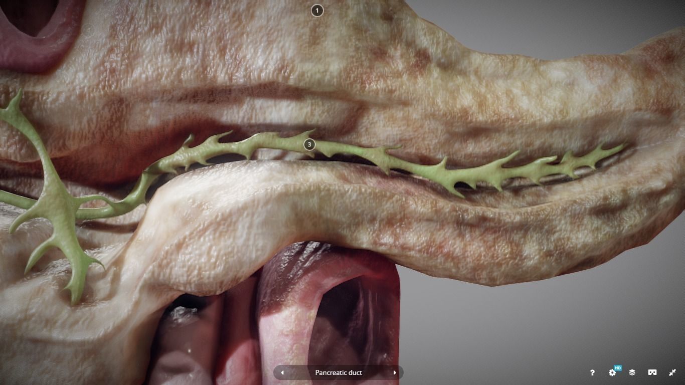 Pancreas and Duodenum Low-poly 3D model_14