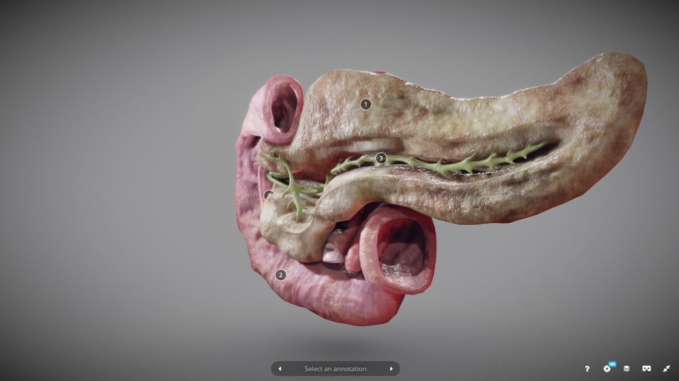 Pancreas and Duodenum Low-poly 3D model_3