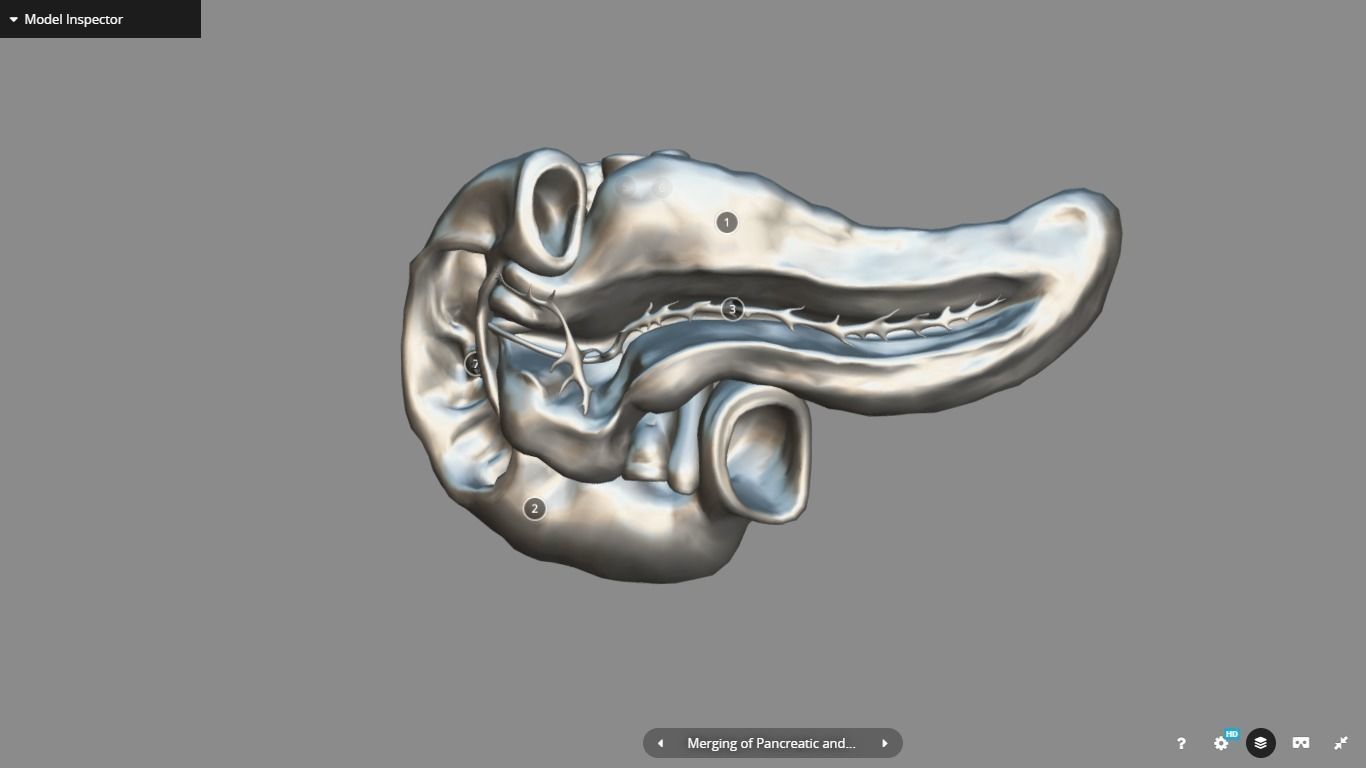 Pancreas and Duodenum Low-poly 3D model_17