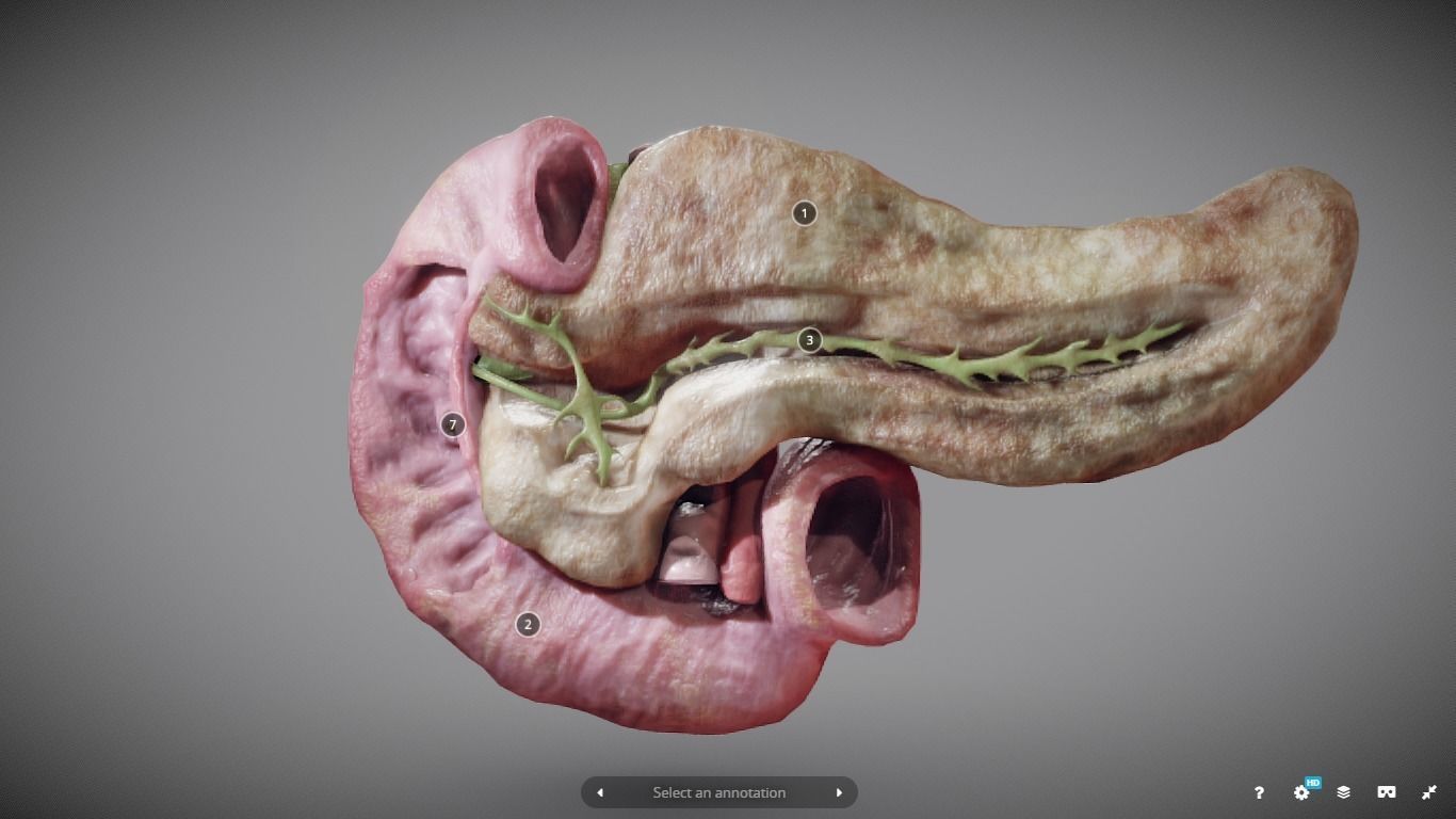 Pancreas and Duodenum Low-poly 3D model_1