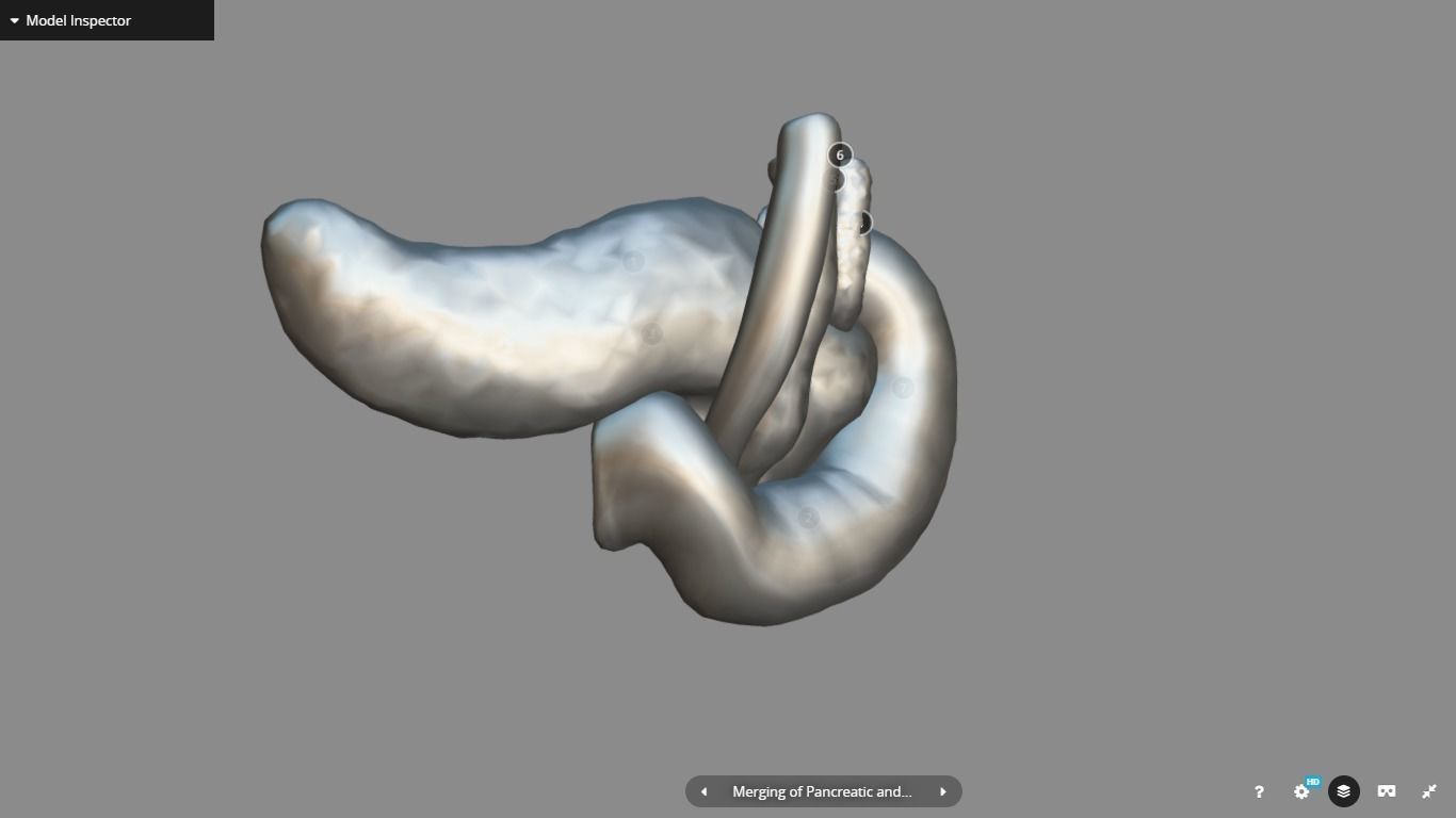 Pancreas and Duodenum Low-poly 3D model_19