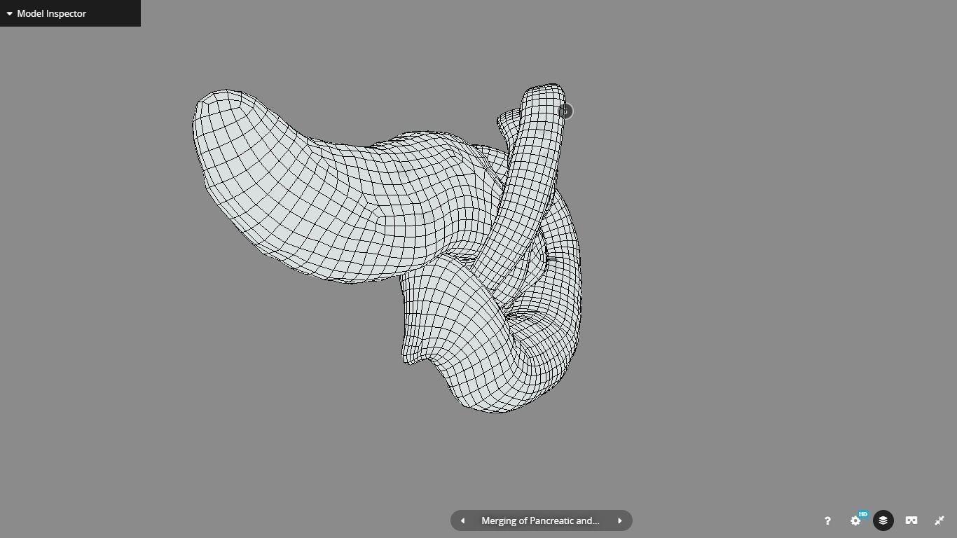 Pancreas and Duodenum Low-poly 3D model_23