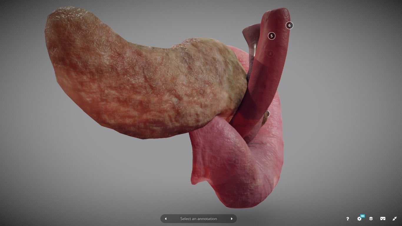 Pancreas and Duodenum Low-poly 3D model_6