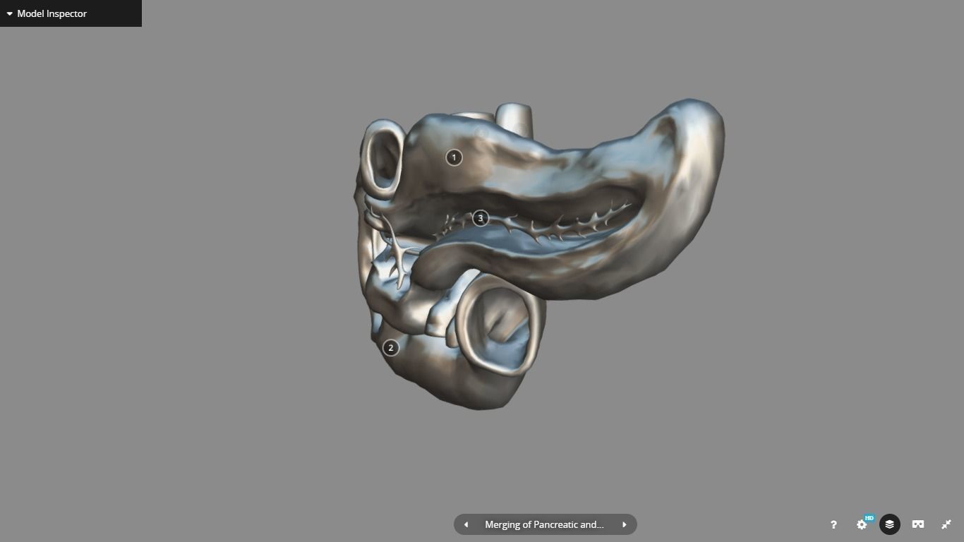 Pancreas and Duodenum Low-poly 3D model_18