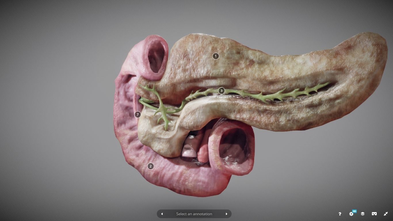 Pancreas and Duodenum Low-poly 3D model_2