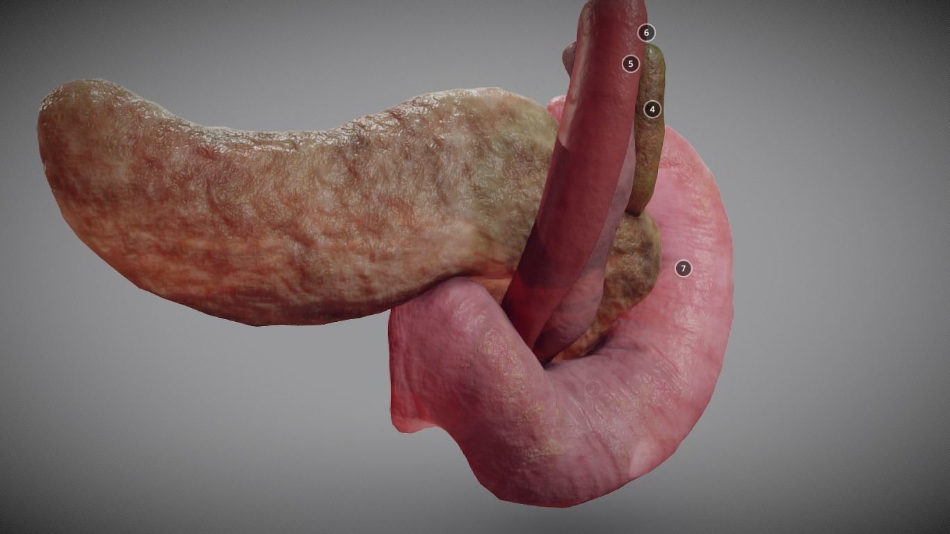 Pancreas and Duodenum Low-poly 3D model_7