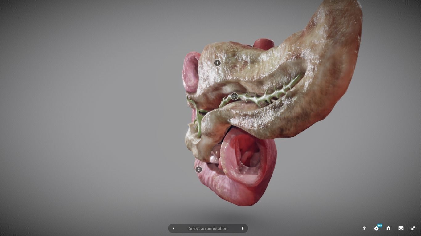 Pancreas and Duodenum Low-poly 3D model_4