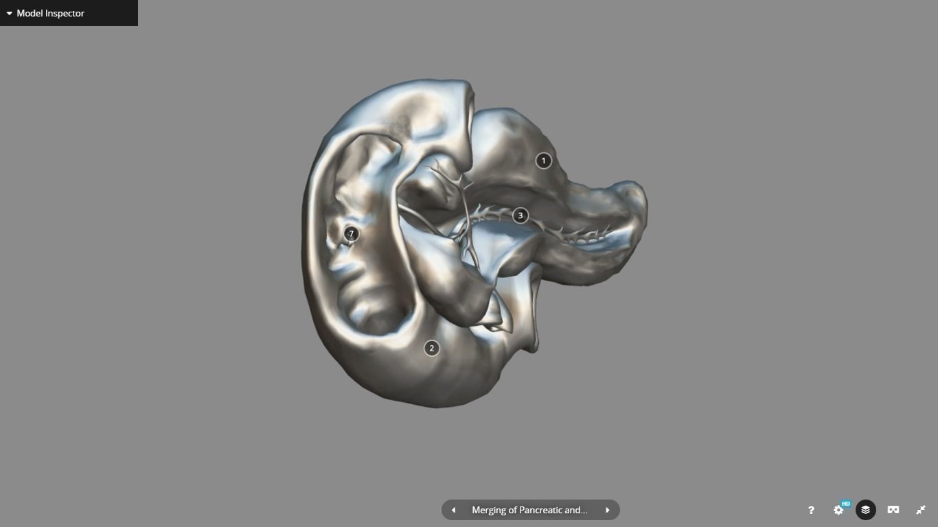 Pancreas and Duodenum Low-poly 3D model_20