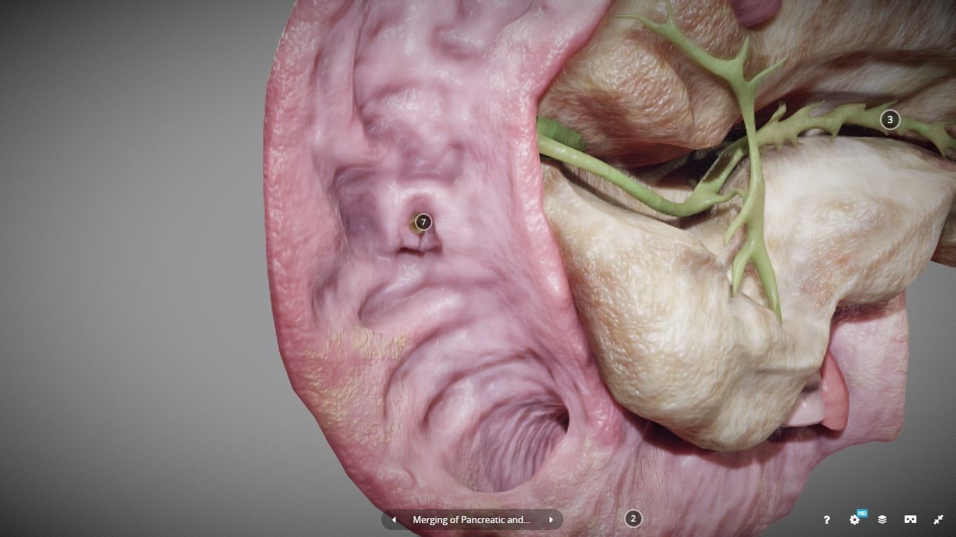 Pancreas and Duodenum Low-poly 3D model_15