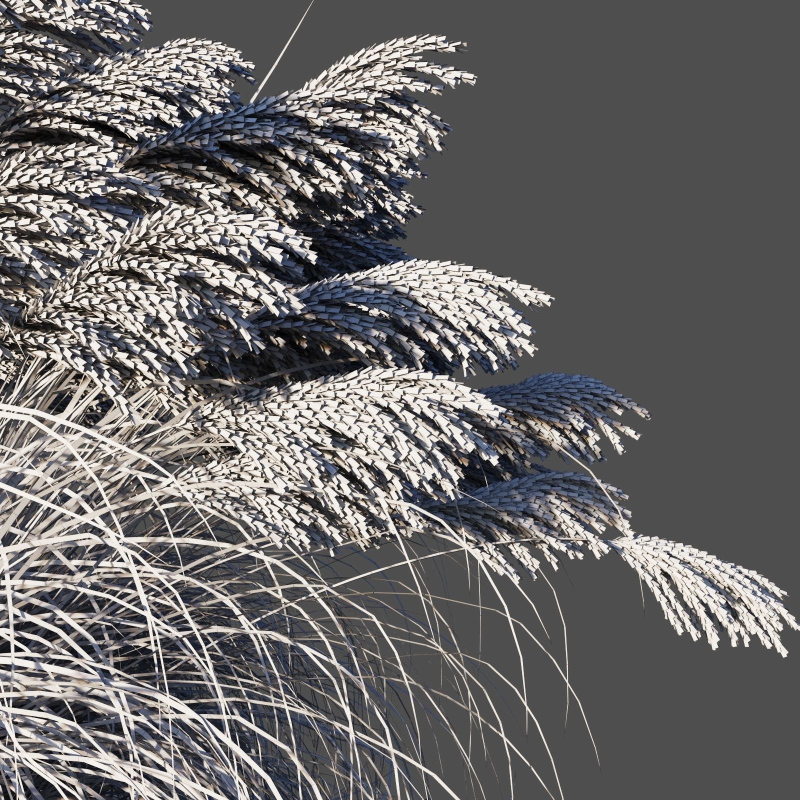Miscanthus Sinensis dry 3D model_5