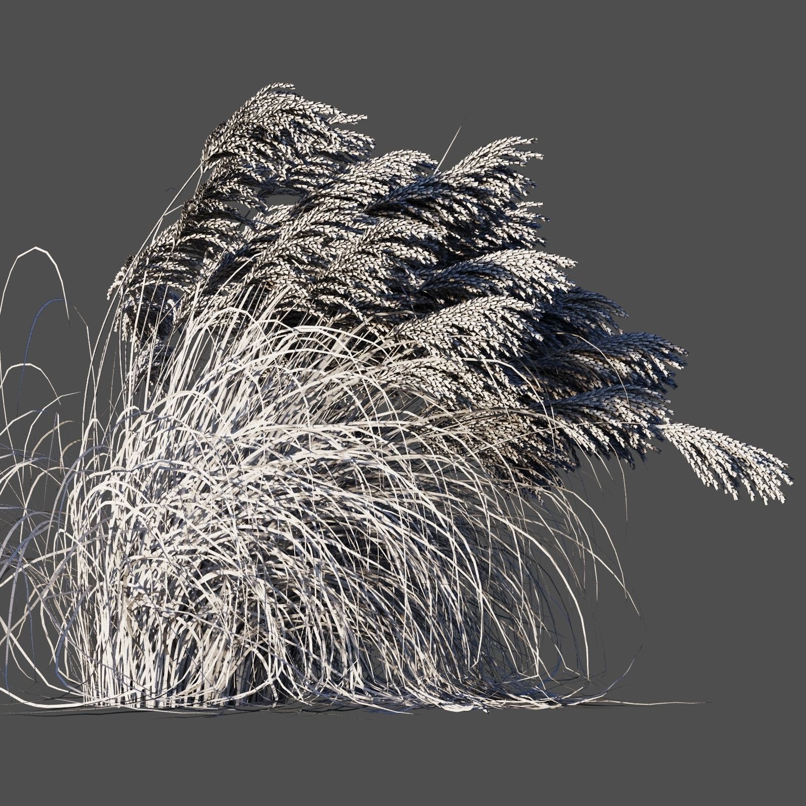 Miscanthus Sinensis dry 3D model_8