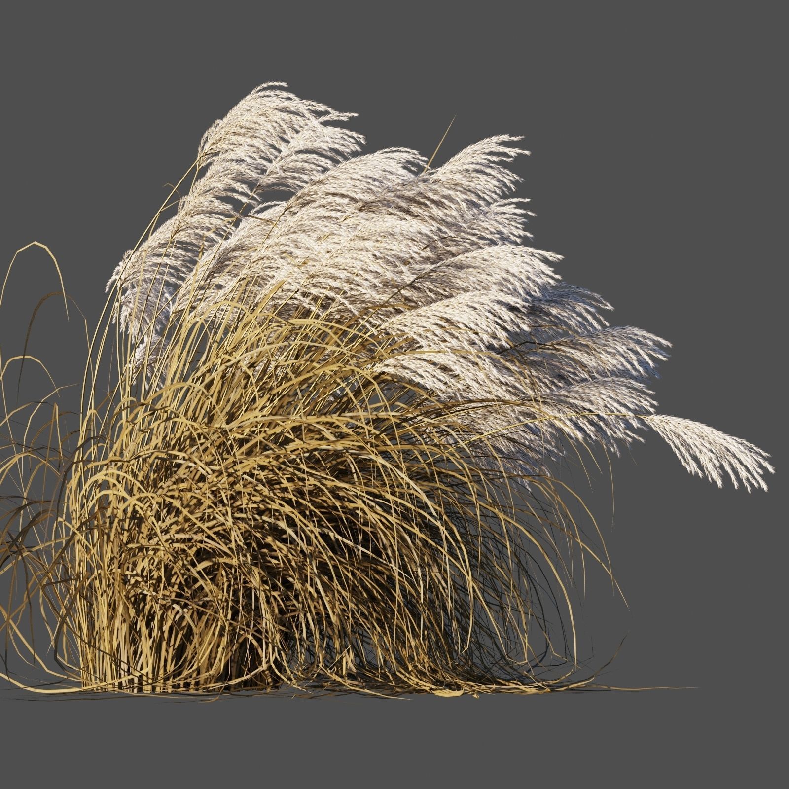 Miscanthus Sinensis dry 3D model_2